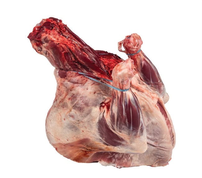 A lamb front, tied