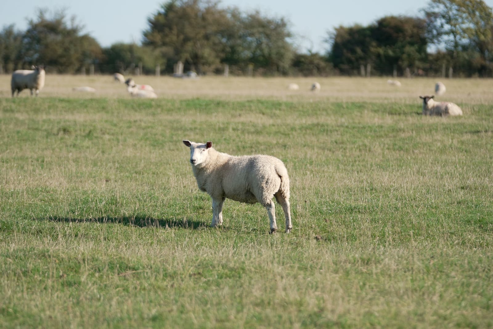 Flock grazing on autumn pasture