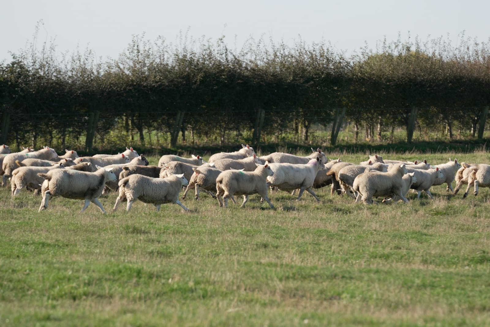 Flock running along the hedgerow
