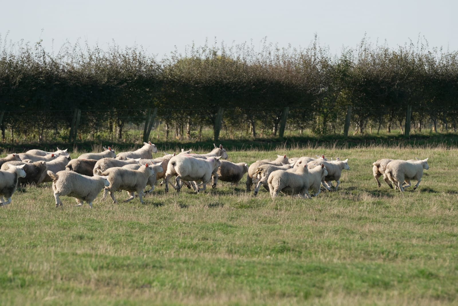 Flock running along the hedgerow