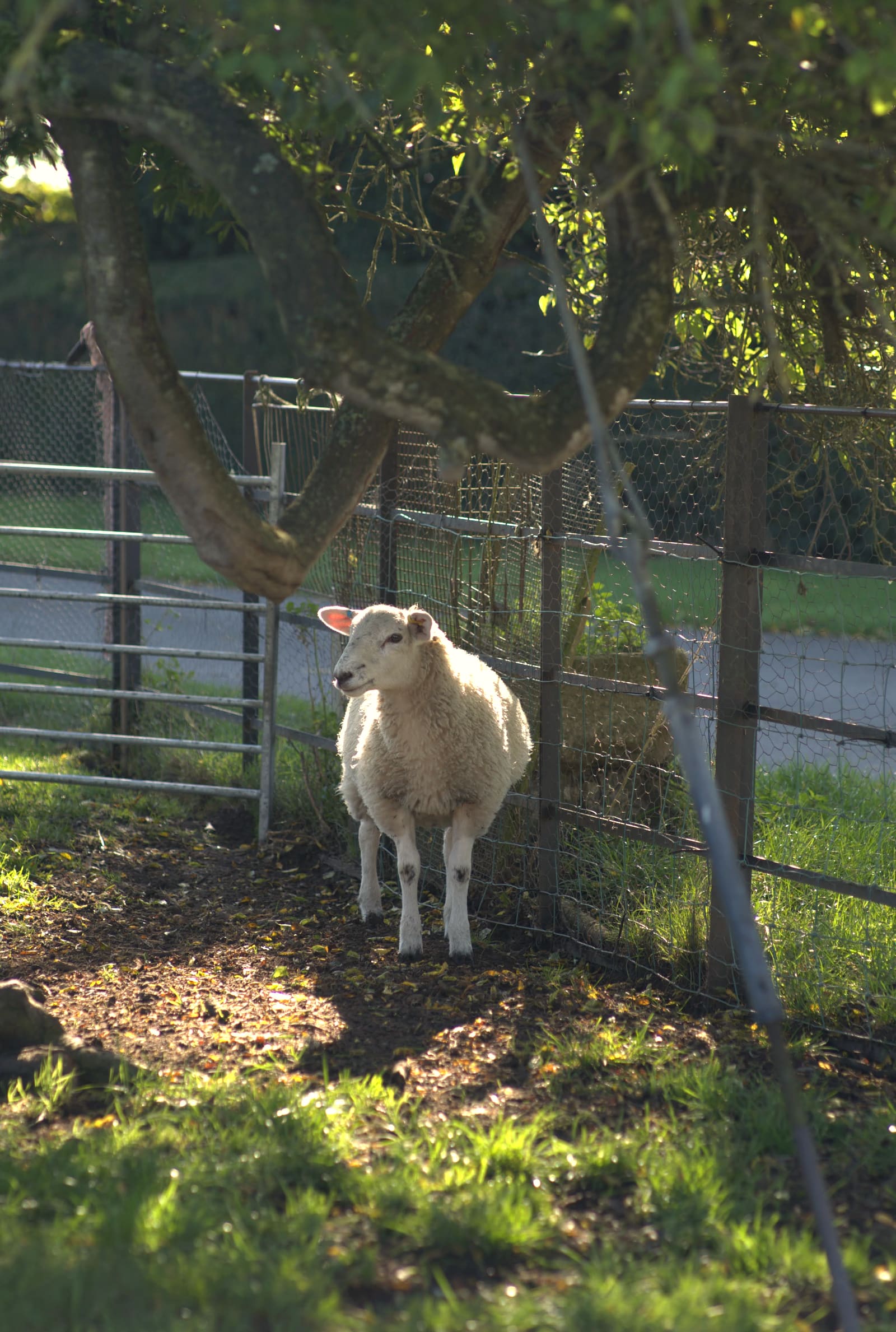 Ewe portrait, ear-tagged, in dappled autumn light