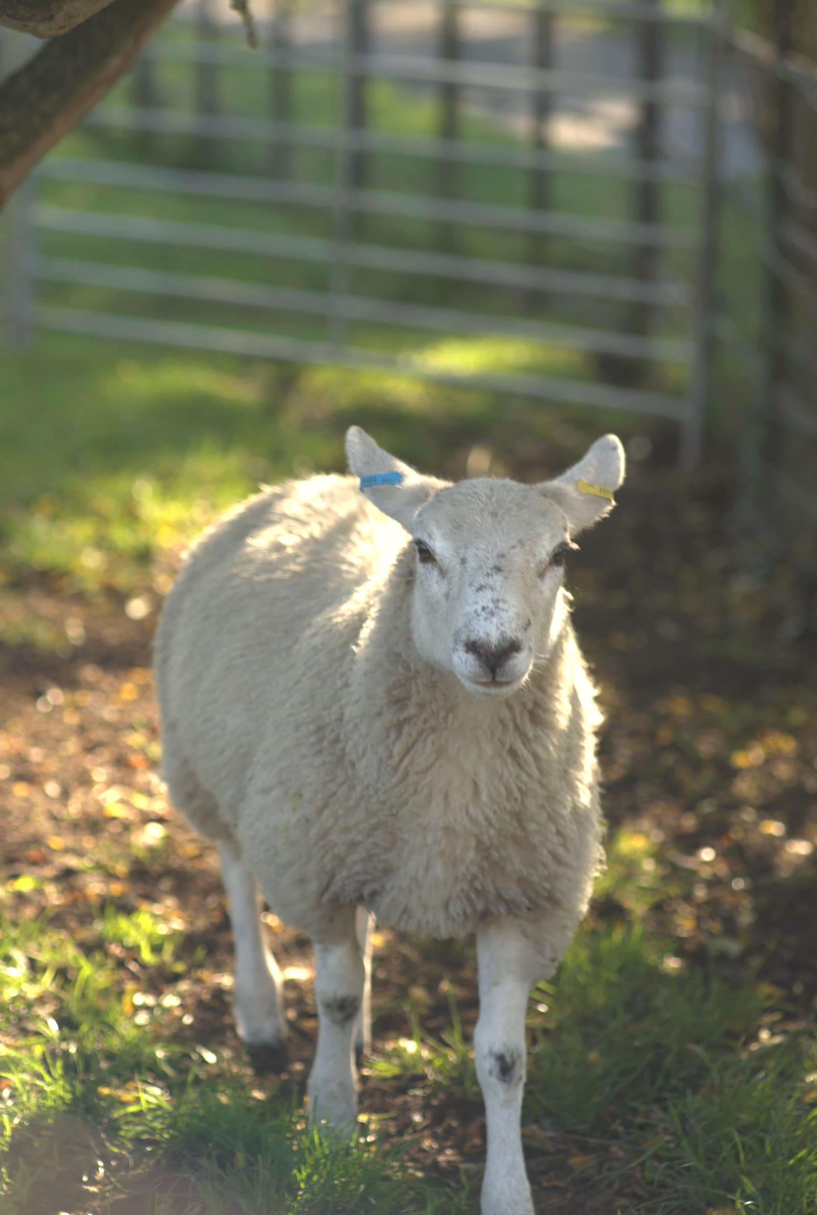 Ewe portrait, ear-tagged, in dappled autumn light