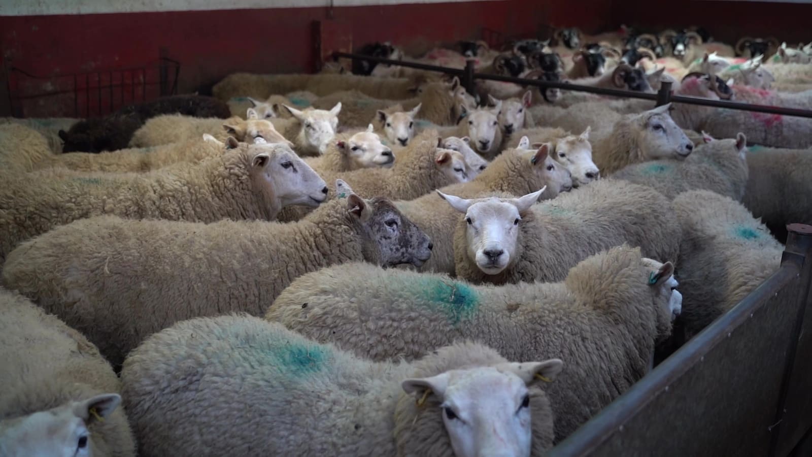 Sheep in the lairage pens