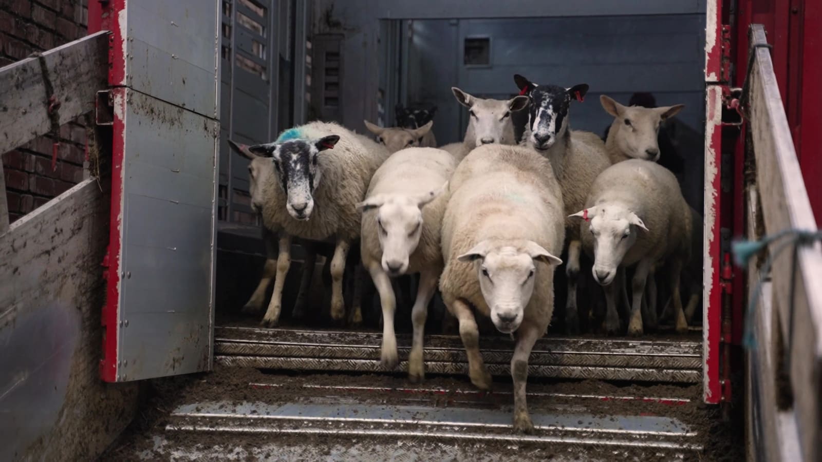 Sheep arriving at the lairage