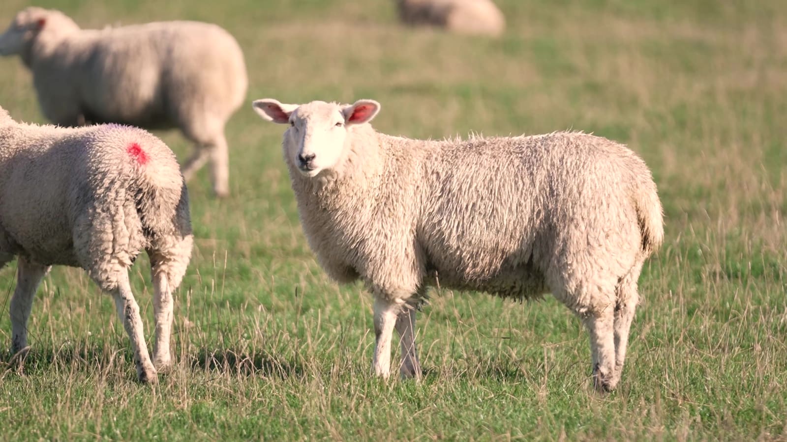 Lambs in lush autumn grass