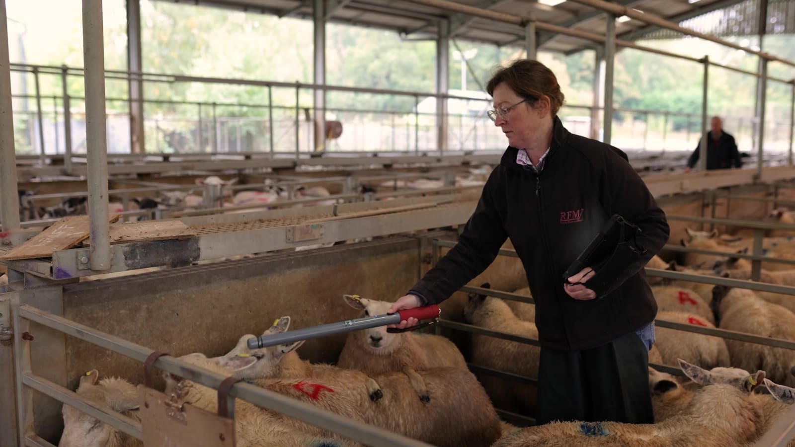 Checking lambs in the mart pens before the sale