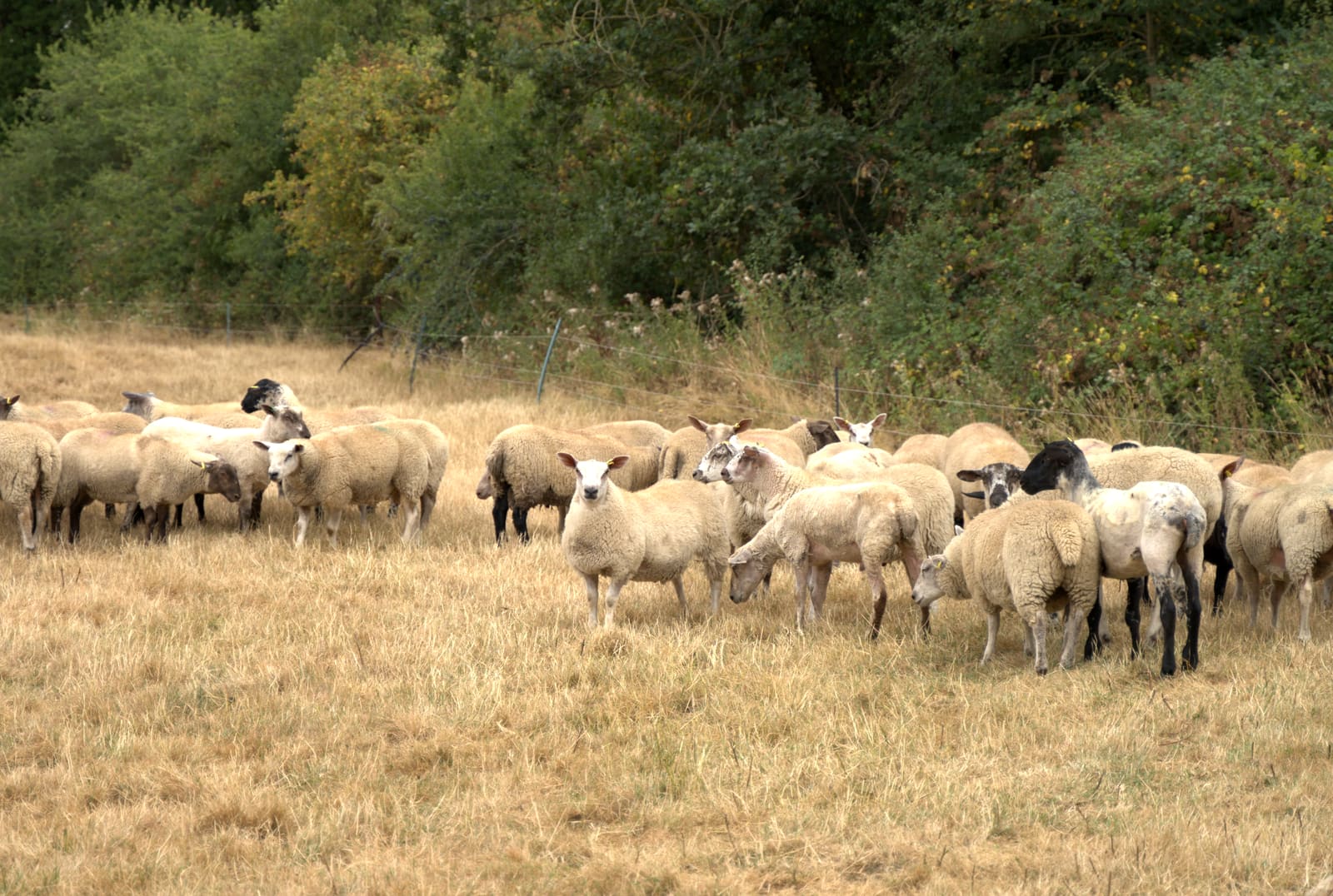 Mixed flock of sheep on drought-dry summer pasture in the Cotswolds
