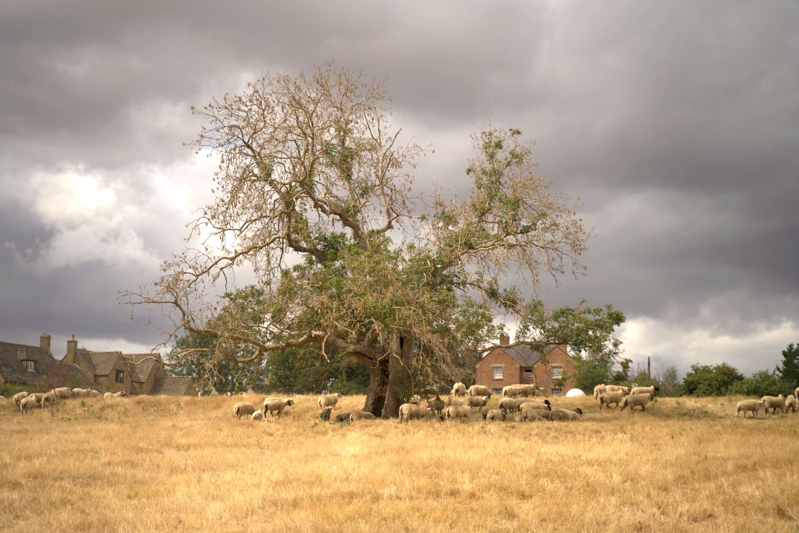 Flock resting in the shade of a great tree, Cotswold stone houses behind