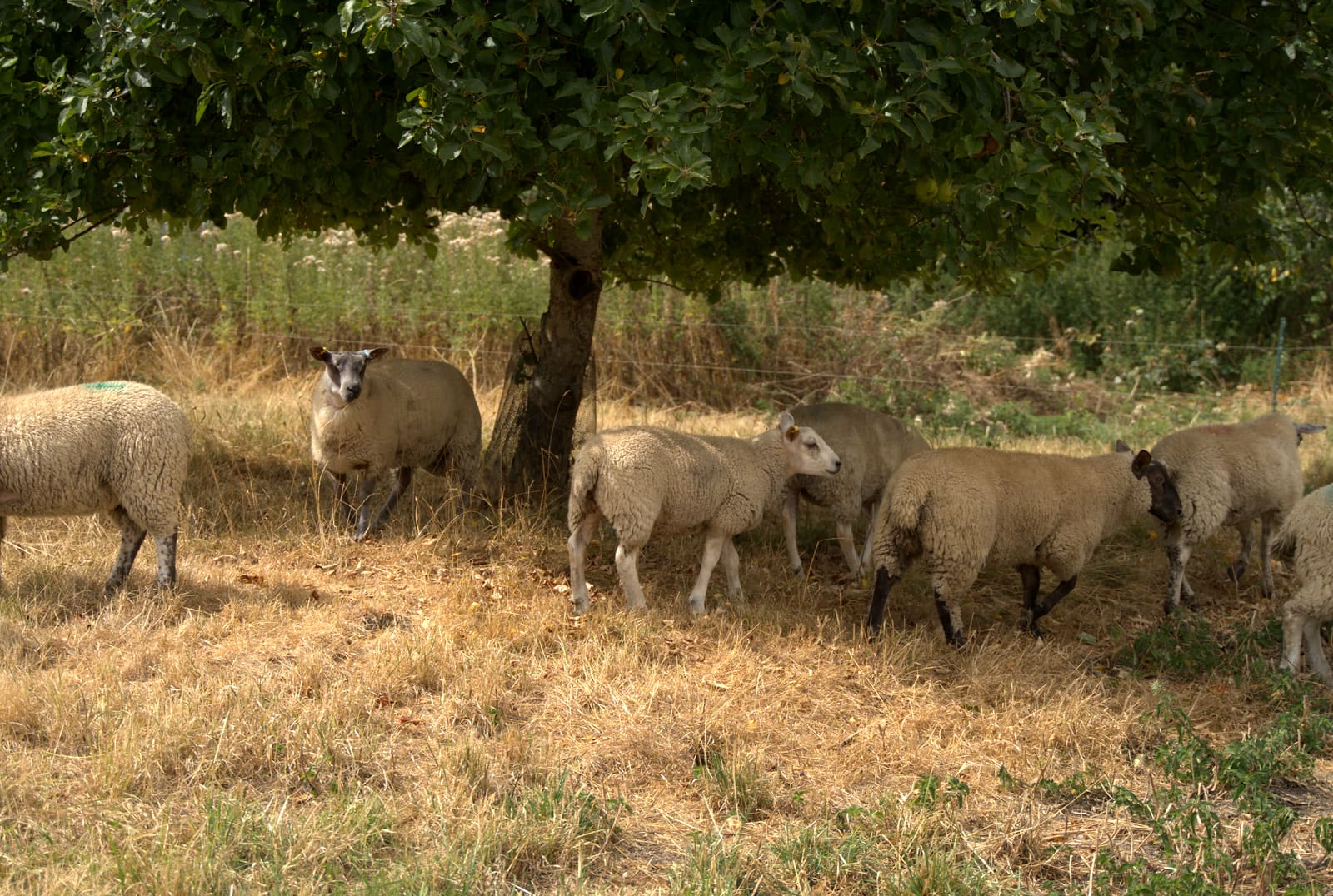 Sheep grazing on golden summer pasture