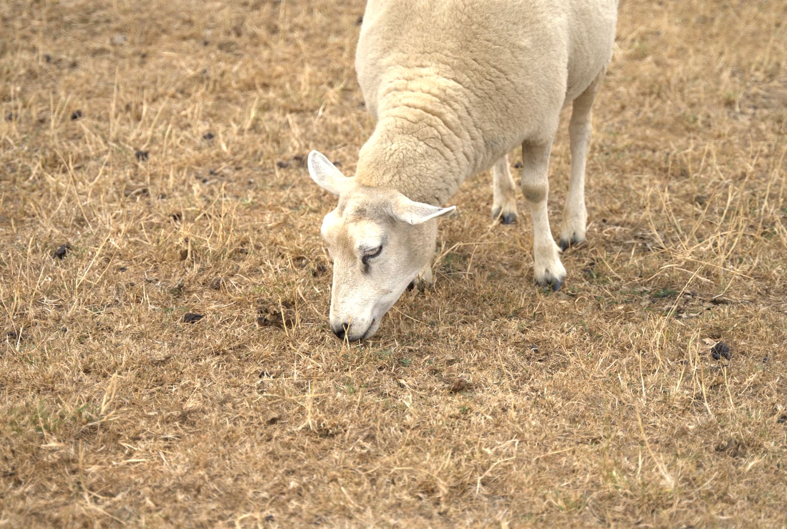 Sheep on drought-dry pasture in the Cotswolds