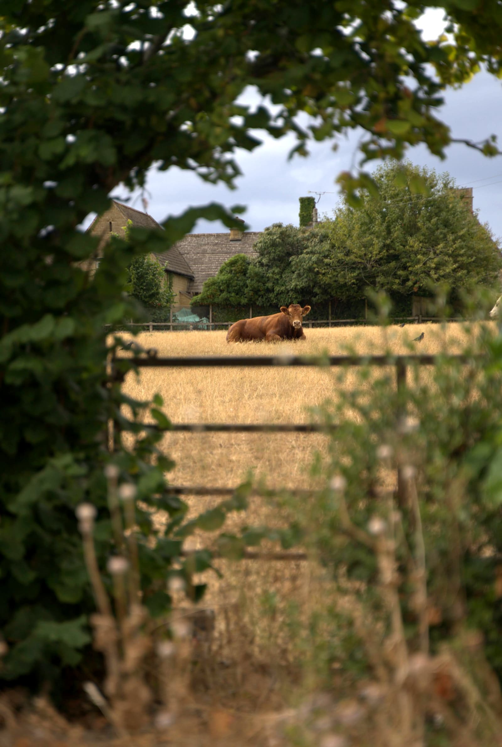 Cattle resting in a golden field beside Cotswold stone houses