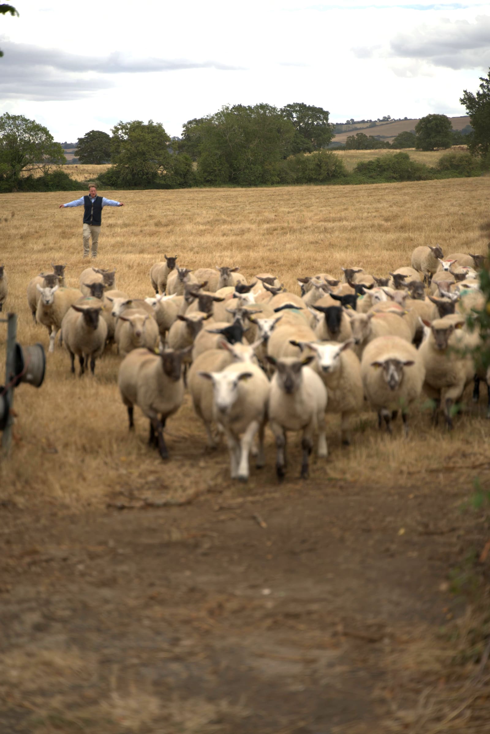 The flock gathered at the field gate